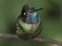 CostaRica06 - 204 * Magnificant Hummingbird